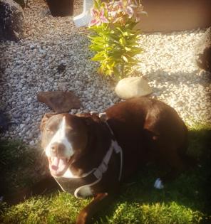 Pet photography