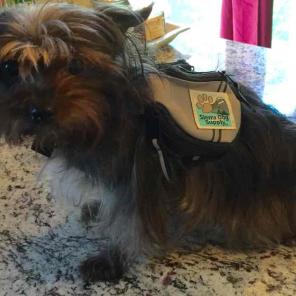 SMALL DOG DOUBLE BACKPACK