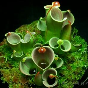 Heliamphora Minor Seeds