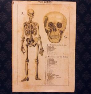 Antique Print Of The Bones
