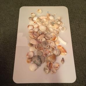 Shells From Florida Beaches Grab Bag