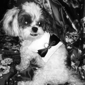 PET Wedding Ring Bearer Pillow **NWT**