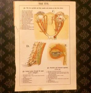 Antique Print Of The Eye