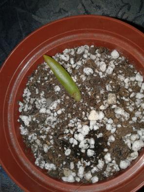 baby cactus
