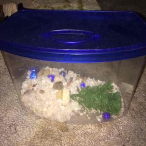 Lil Fish Tank