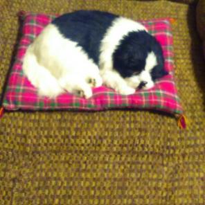 Puppy On Pillow