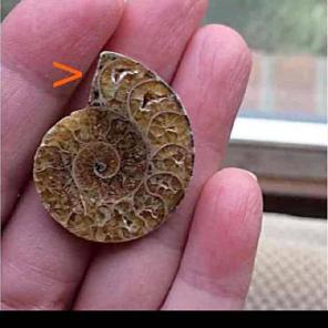 Ammonite Fossil Focal Bead