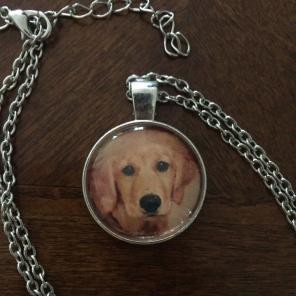 Golden Retriever Puppy