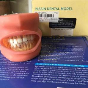 Nissin Dental Model Typodont