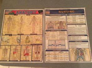 Nursing Anatomy Charts