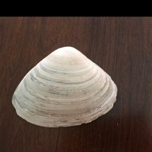 Real Sea Shells