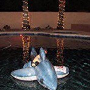 Ride On Inflatable Giant Shark PoolFloat