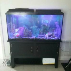 65 gallon fish tank