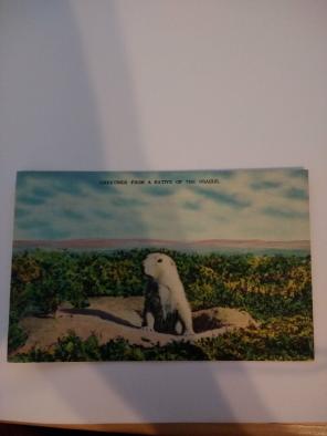 Vintage Prairie dog postcard Black Hills