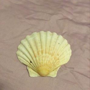 Large Sea Shell
