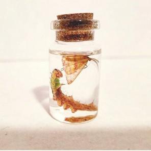 Unicorn caterpillar and moth wetspecimen