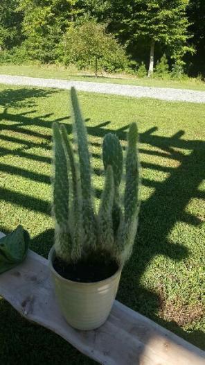 Furrycactus clipping