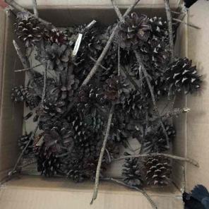 Box of Pinecones