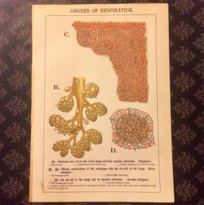 Antique Print The Organs Of Respiration
