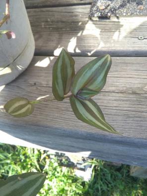 X10 Live wandering jew rooted vines