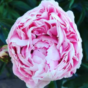 Peony photograph