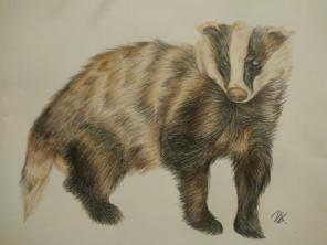 Badger Art Print (Color Pencil)