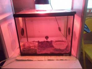 10 gallon baby python snake tank