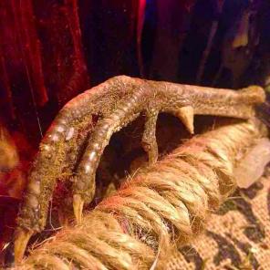 Taxidermy Turkey Foot