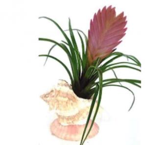 Bromeliad with shell