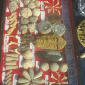 Fossils