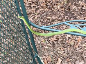 green snake
