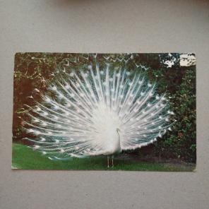White Peacock Saratoga FL Postcard
