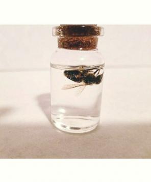 Honey bee wet specimen