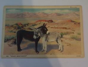 Vintage postcard Desert Sweethearts Cal