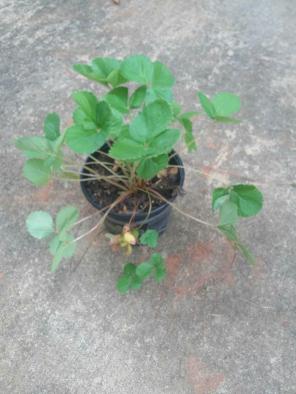 Strawberry Plant