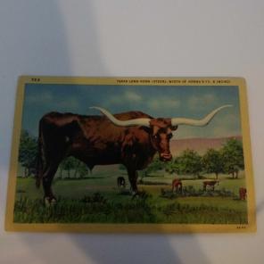 Vintage postcard Texas Long Horn free sh
