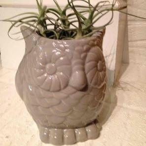 Owl Planter with Air Plants