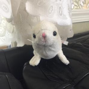 Beautiful Seal