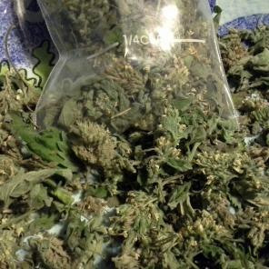 Wild Catnip from the mountains of Idaho