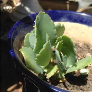 Mother of Thousands