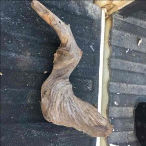 Fresh water driftwood lot