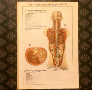 Print Of The Chest & Abdominal Cavity