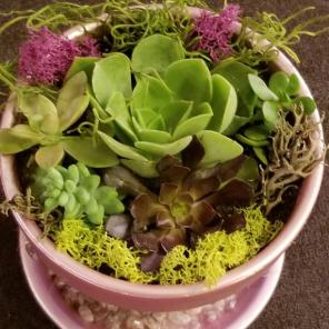 Variety of succulents