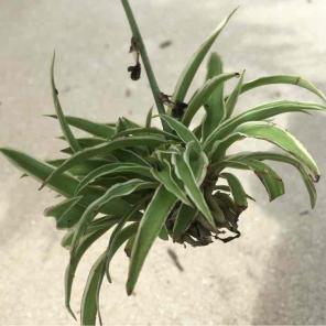Spider plant bundle of 5