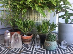 Succulent Clippings