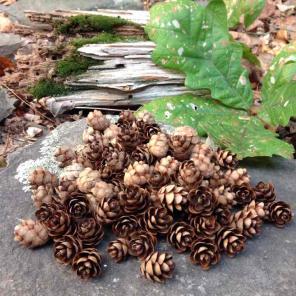 Small Hemlock Pine Comes-crafts, decor