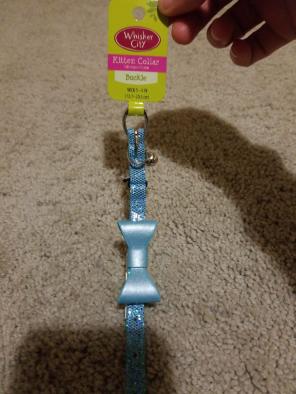 Whisker City kitten collar with buckle