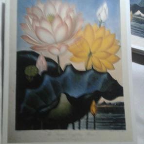 WWB-133/Note Cards/Egytian Flowers