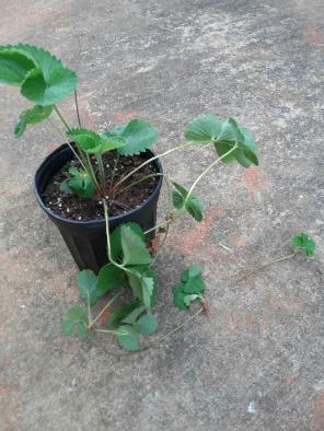 Strawberry plant- Everbarier