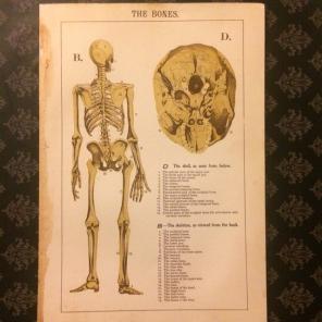 Antique Print The Bones